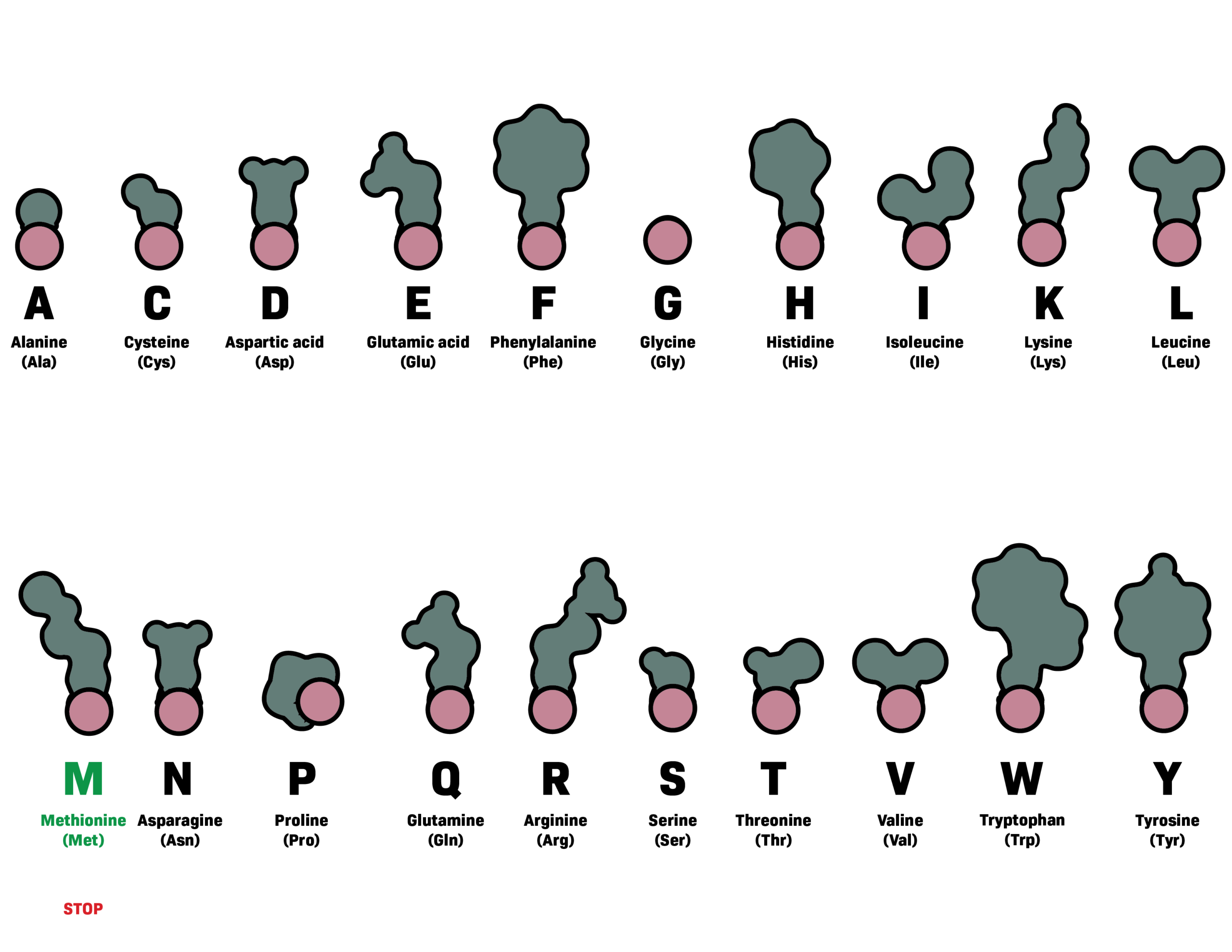 Amino Acids V2-01
