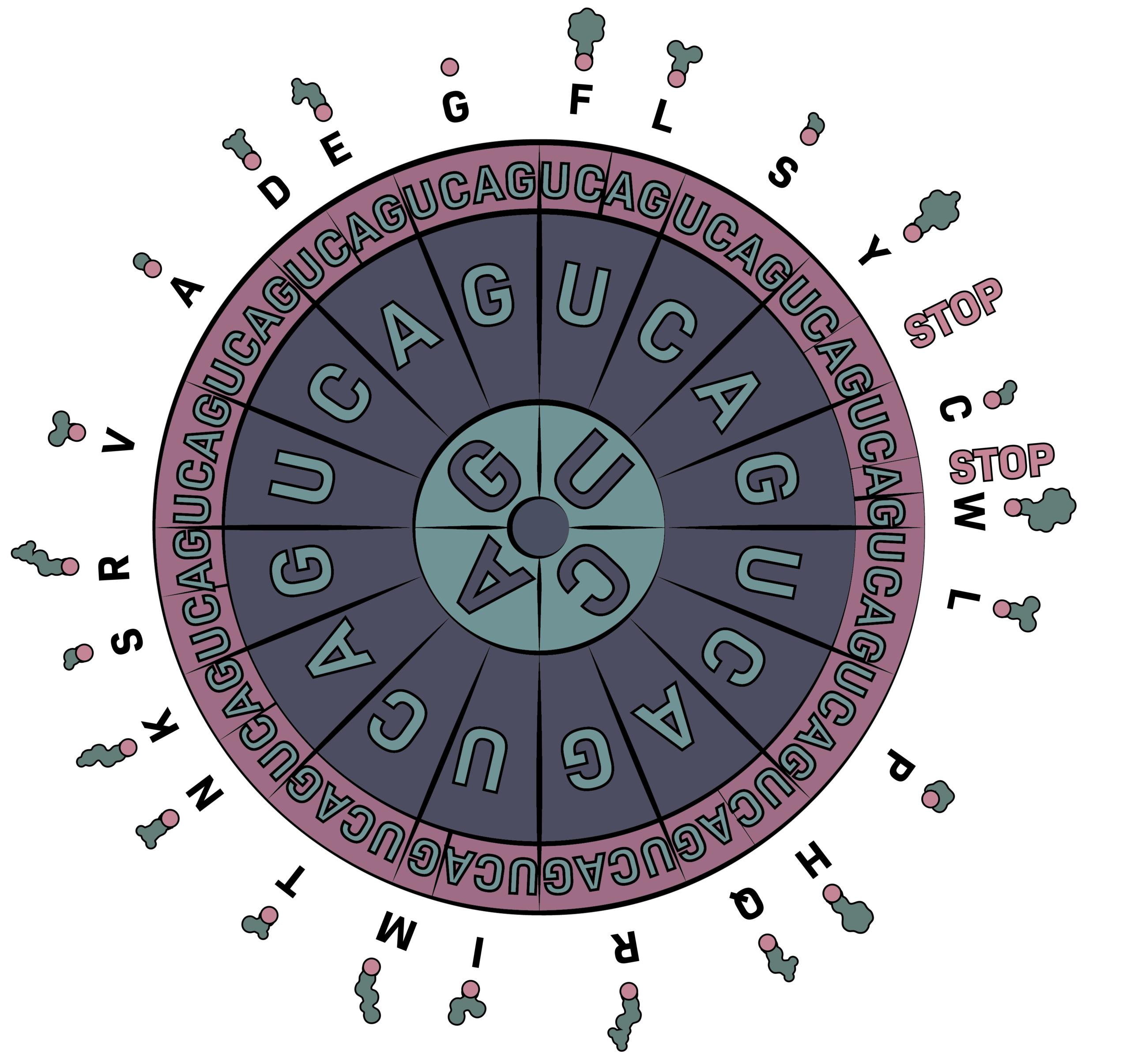 Codon Wheel rev